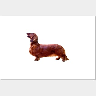 Dachshund Long Haired Mini Shaded Red Dog Posters and Art